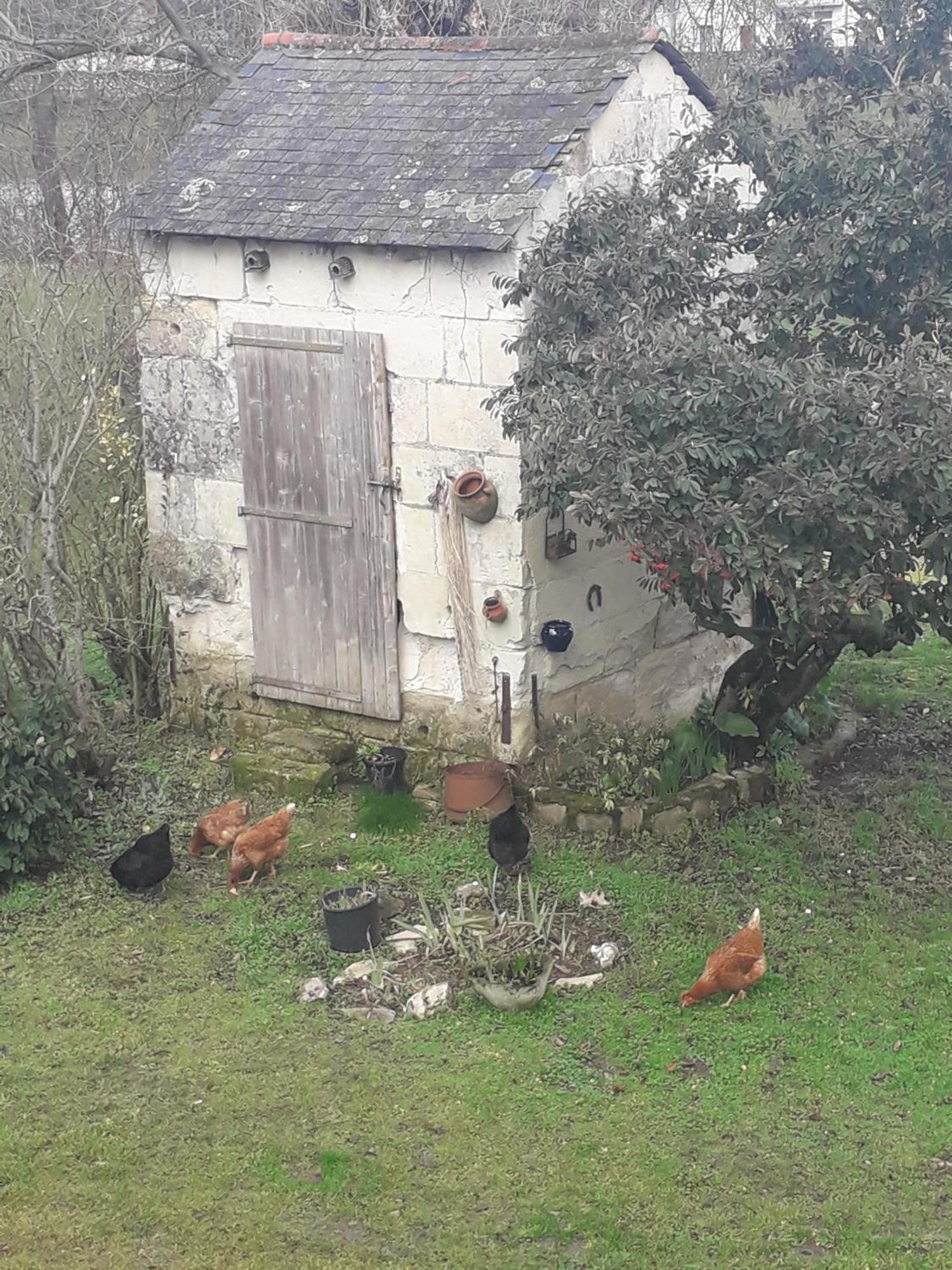 Chambres D'Hotes De L'Ile Du Saule Saumur Luaran gambar