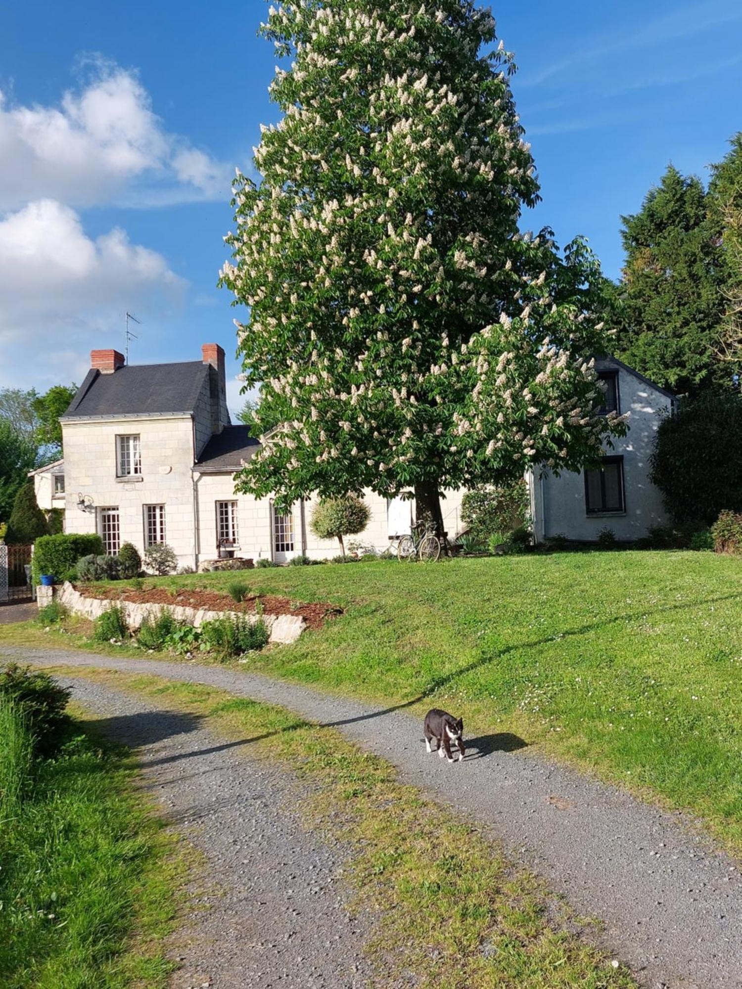 Chambres D'Hotes De L'Ile Du Saule Saumur Luaran gambar
